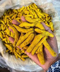Dry Turmeric finger